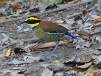 Javan Banded Pitta comp.jpeg