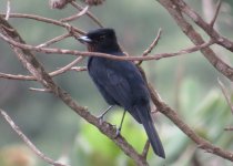 Velvety black-tyrant IMG_6726.JPG