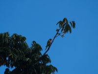 P1016057 - Lorikeet 2.JPG