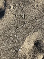 010 - footprints.jpg