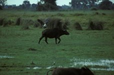 Fish eagle on buffalo.jpg