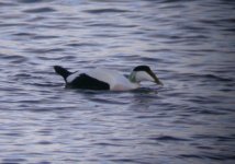 Borealis_Eider_Girdle_Ness_170109a.jpg