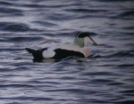 Borealis_Eider_Girdle_Ness_170109b.jpg