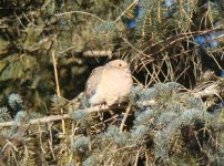 Mourning dove.jpg