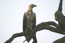 Juvenile Fish Eagle Satara 4a.jpg