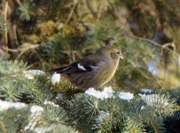 Crossbill1.jpg