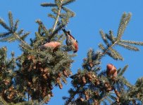 Crossbill2.jpg