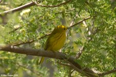 yellowWarbler_X0209_42l.jpg