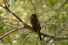 pacificSlopeFlycatcher_X0209_53l.jpg