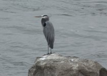 unidentifiedwaterbird1-2-09kerr.jpg