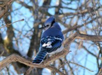 Blue Jay.jpg