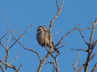 hawk owl.jpg