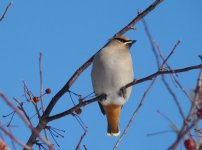 Waxwing.jpg