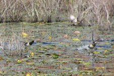 ring-necked ducks.JPG