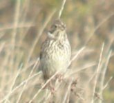 corn bunting3.JPG