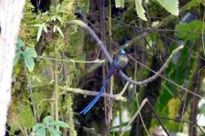 Violet-tailed Sylph.jpg