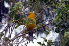 Yellow Grosbeak_1.JPG