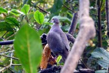 White-throated Quail-Dove.jpg