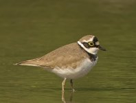 little ringed plover P6000 raw nware_20.jpg