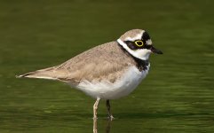 little ringed plover breed P6000 DSCN2544.jpg