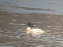 Beddington Farm Goosander 1.jpg