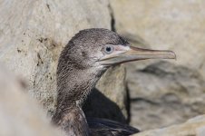 Socotra Cormorant oman 2.jpg