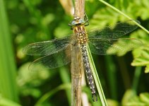 em-Hairy Dragonfly b 18-05-08.jpg