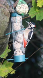 Greater-Spotted-Woodpecker.jpg