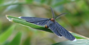 St. Lucia butterfly.JPG