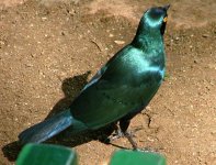 Greater Blue-eared Starling.jpg