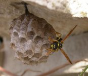 Wasp nest.jpg