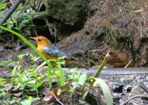 Red-capped Robin-chat, Maputaland, 2005.jpg