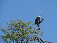 African Fish-eagle.jpg