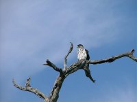 African Hawk Eagle.jpg