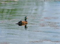 African Pygmy-goose.jpg