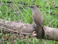 Arrow-marked Babbler.jpg