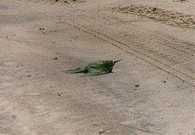 Blue-cheeked Bee-eater (imm).jpg