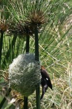 busy thick-billed weaver.jpg