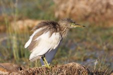 Indian Pond Heron oman 1.jpg