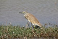 Squacco Heron oman 1.jpg