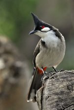 red whiskered bulbul D90_DSC0037.jpg