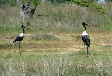 Saddle-billed Stork.jpg