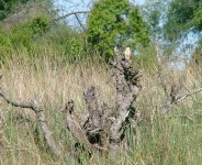 White-browed Coucal.jpg