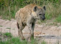 Hyena.jpg