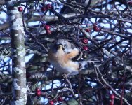 Brambling02.jpg