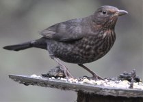 Blackbird - Female (D300).jpg