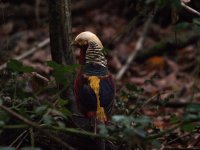 golden pheasant a_edited-1.jpg