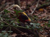 golden pheasant b_edited-1.jpg