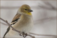 Goldfinch.jpg