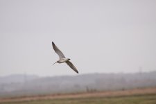 Curlew Full Size.JPG